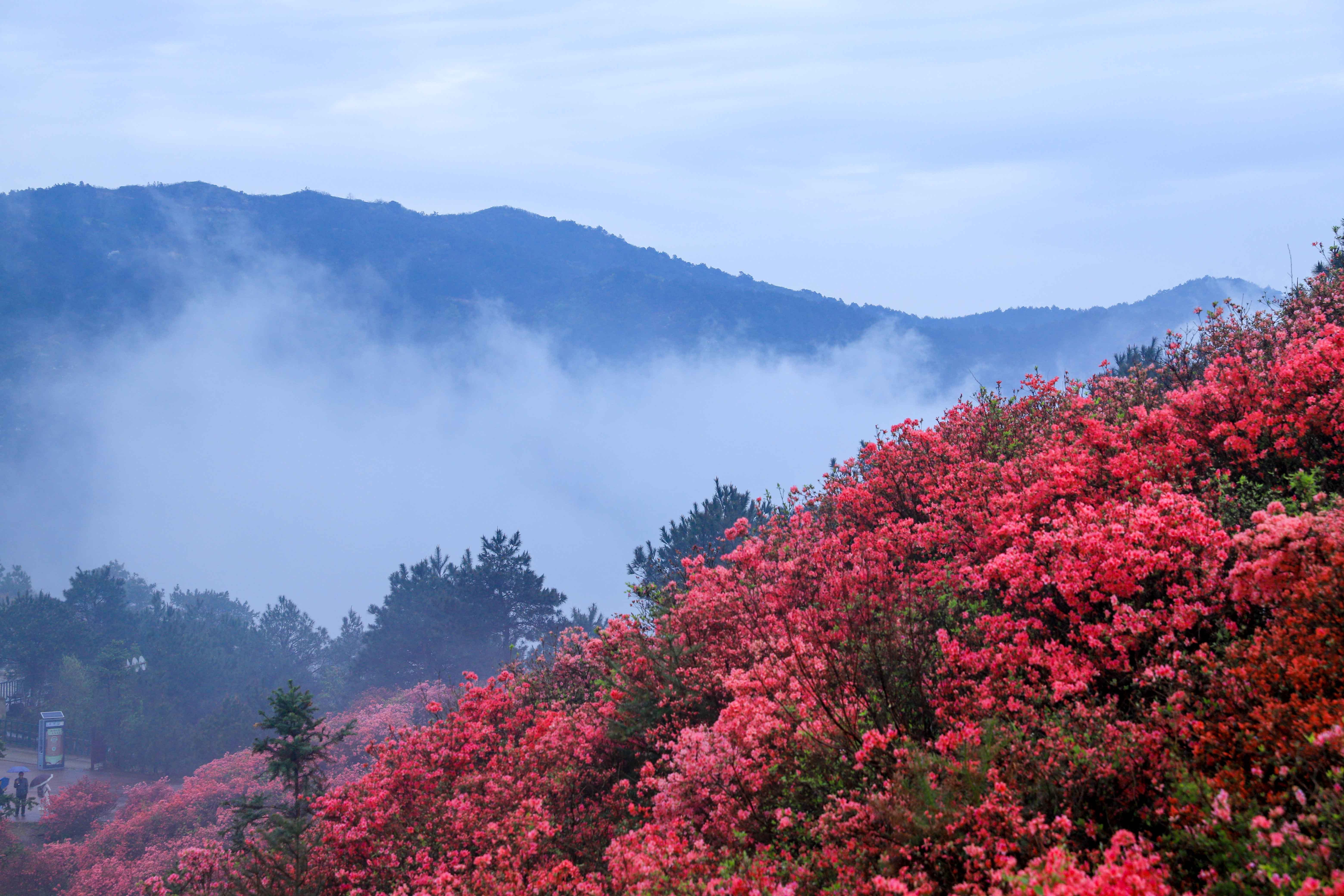 汉中勉县云雾山风景区图片