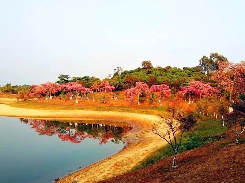 2021年广东东莞松山湖花海电子导览、语音讲解、手绘地图等智能导览系统功能上线了1612070105222483.jpg