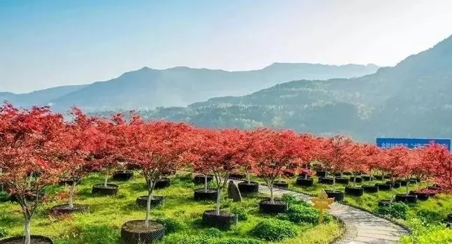 四川巴中新晋后花园——南江七彩长滩手绘地图、语音讲解、电子导览等智能导览系统上线了.jpg