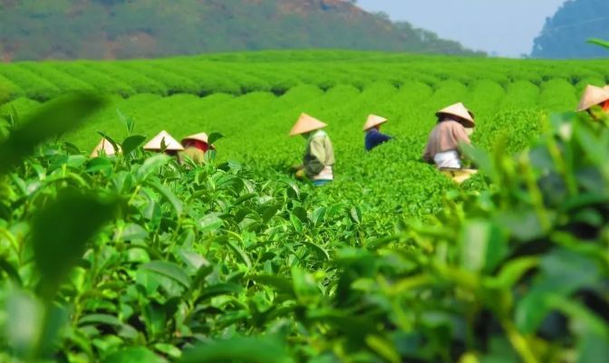 青山秀水育佳茗，四川南江云顶茶乡手绘地图、语音讲解、电子导览等智能导览系统上线.jpg