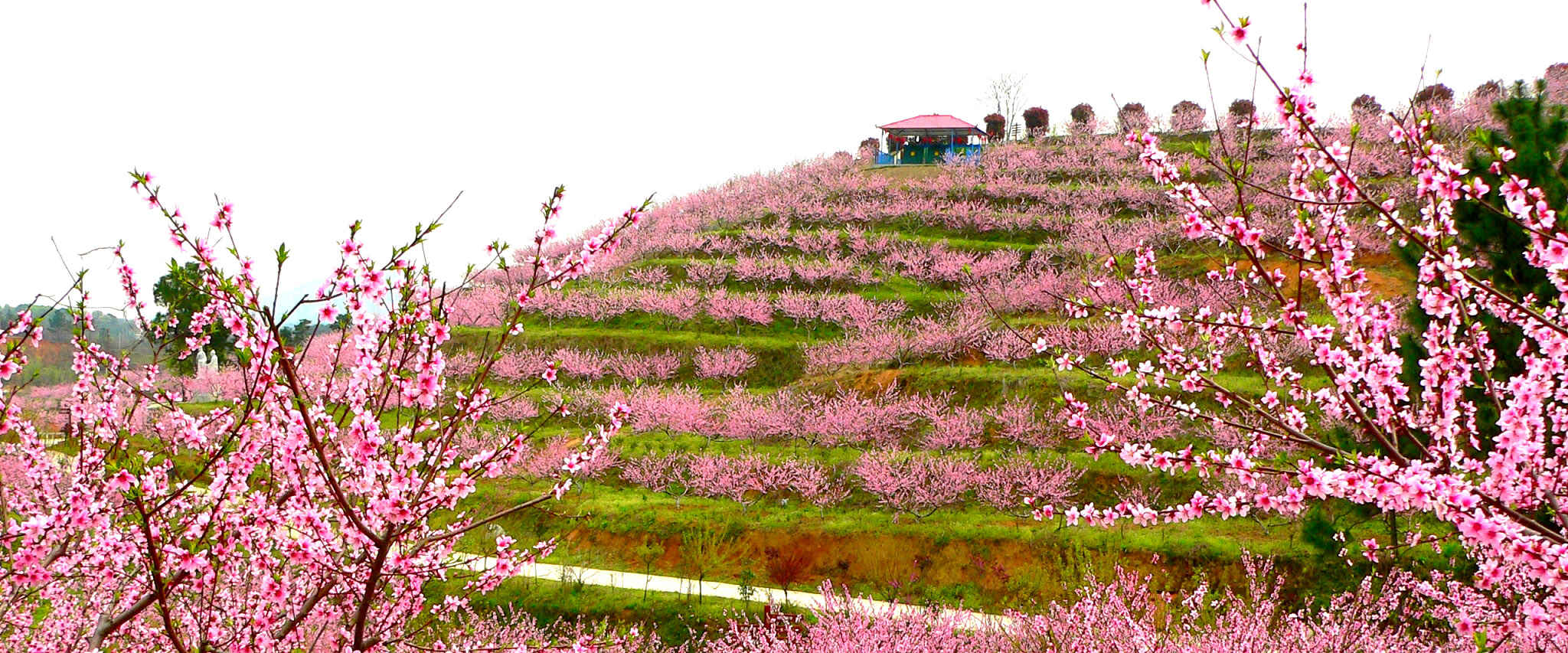 花海知音景区鸿蒙原子化功能.jpg