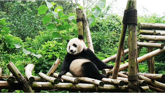 成都大熊猫繁育研究基地手机电子导览上线了体验人与自然的和谐.png