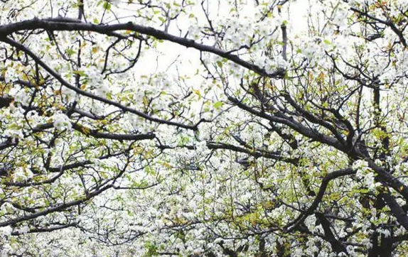 成都新津梨花溪景区智能电子导览上线领略千万棵梨树盛开美景7.png