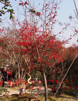 花中神仙海棠香国美誉的安龙海棠公园智慧电子导览上线.png