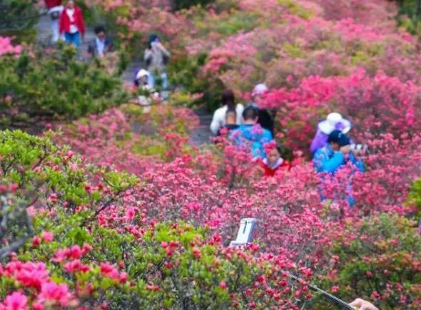 麻城龟峰山景区全景导览.jpg