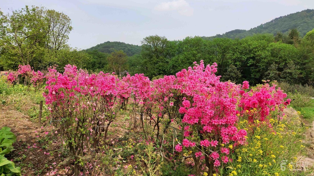 湖南百花寨景区介绍及需求.jpeg