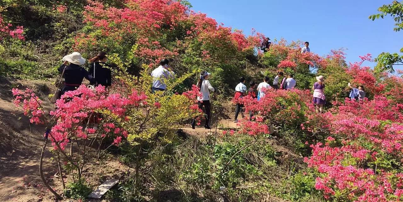 湖南百花寨景区票务管理系统多少钱.jpeg