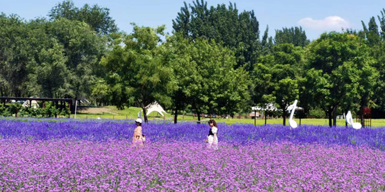 河北永定河紫谷伊甸园薰衣草庄园票务系统功能.png