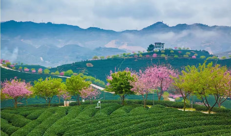 樱花电子票系统.jpg