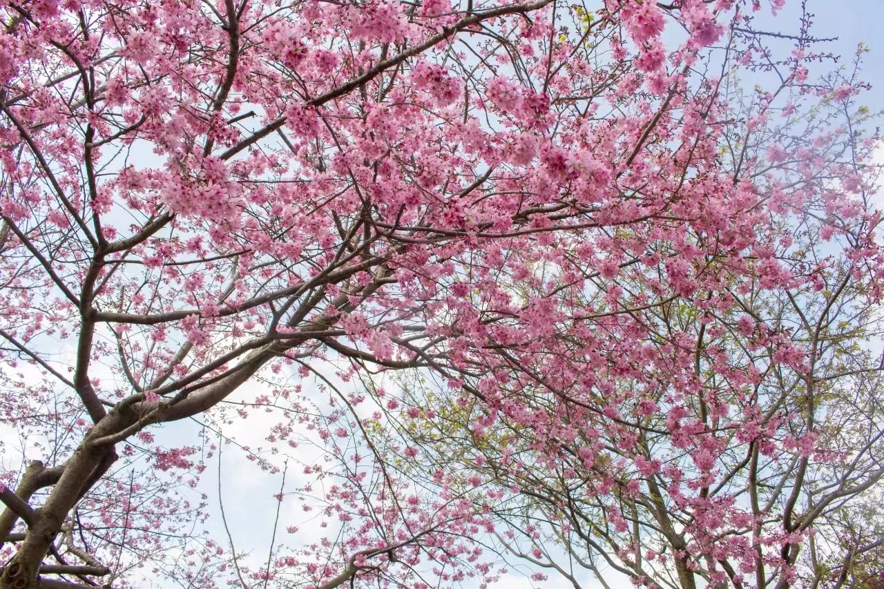 樱花电子票系统功能.jpg