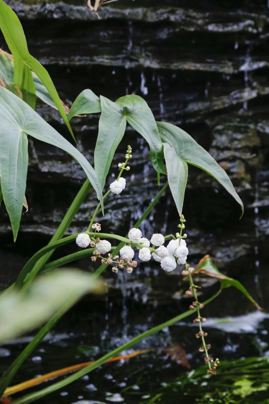 植物园多商户自动分账系统优势.jpg