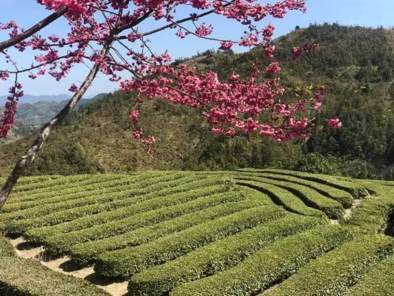 福建龙岩紫云山樱花园电子票系统方案.jpg