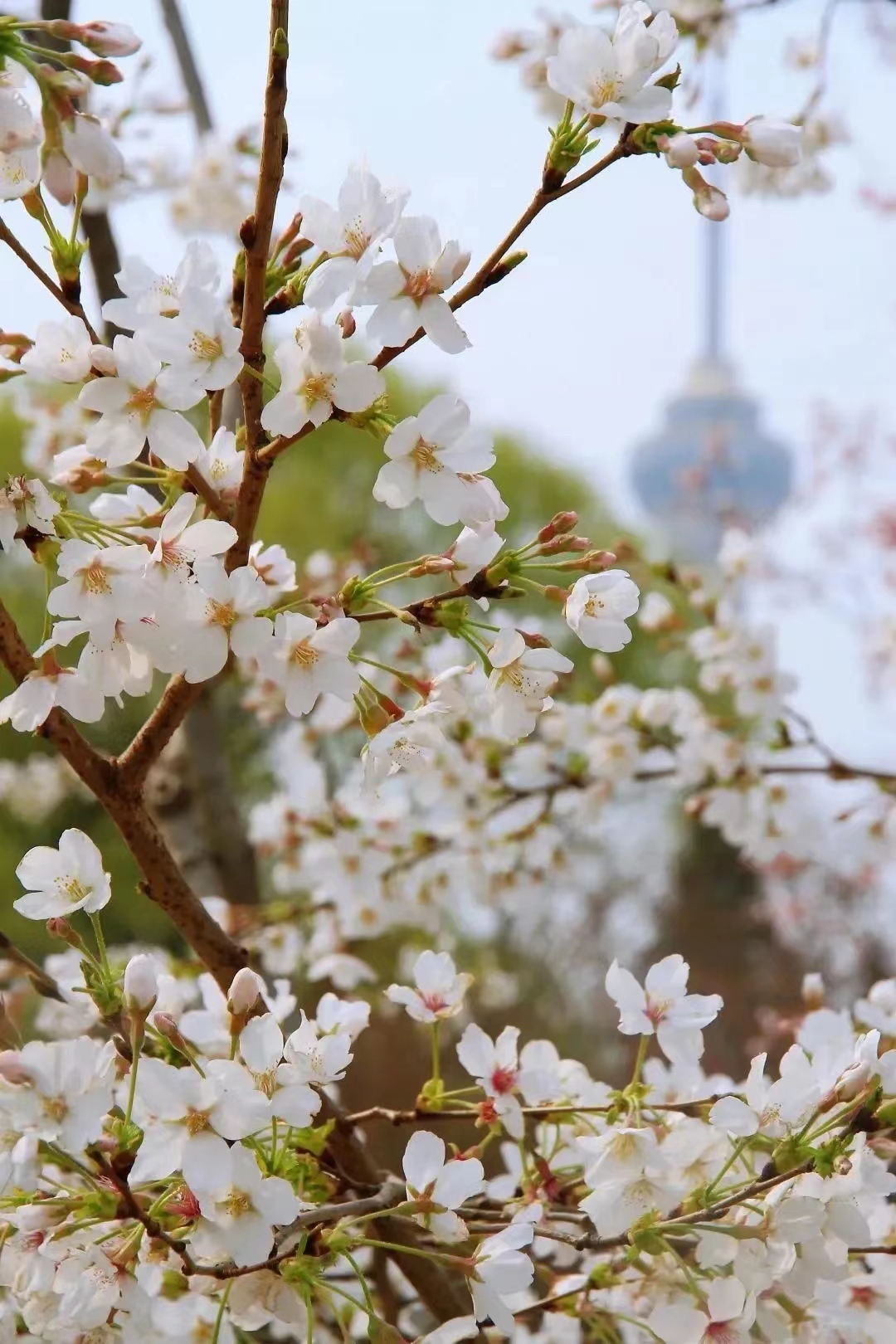 玉渊潭公园樱花节票务管理系统.jpg