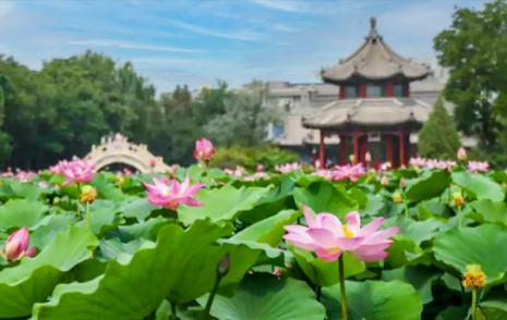大连千年古莲园景区综合业态管理系统多少钱.png